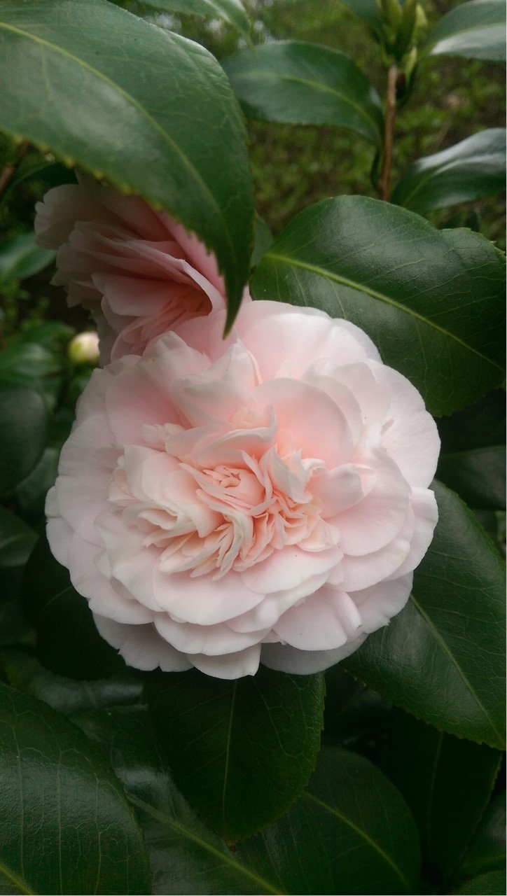 C. japonica unknown (possibly 'Debutante')